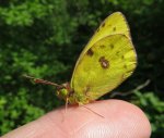 Postillon Colias croceus.jpg