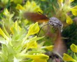 Taubenschwänzchen Macroglossum stellatarum.jpg