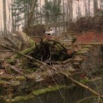Spaß_im_Wald.jpg