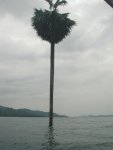 palme.jpg