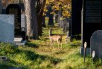 Zentralfriedhof_075.jpg