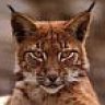 Luchs